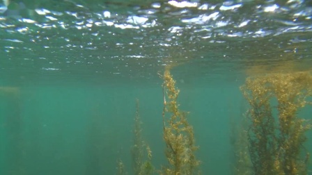 斯威普Swellpro 水手3+防水无人机入海探寻神秘世界